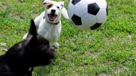 These soccer-playin’ pups could probably win the World Cup – SheKnows