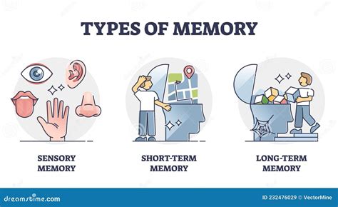 Types of Memory - Sensory, Short-term and Long-term, Vector Outline ...