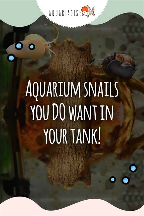 Aquarium Snails You Do Want In Your Tank! - Aquariadise