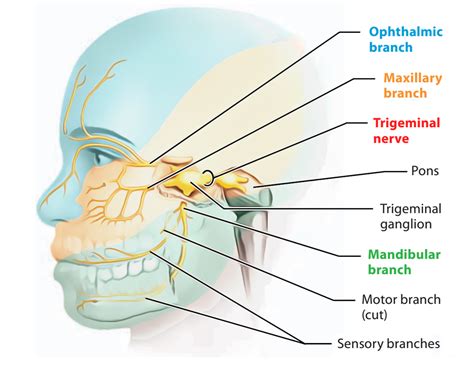 FIFTH CRANIAL NERVE-TRIGEMINAL NERVE