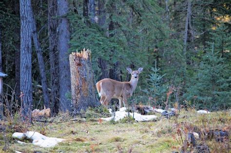 Premium Photo | Deer standing in a forest