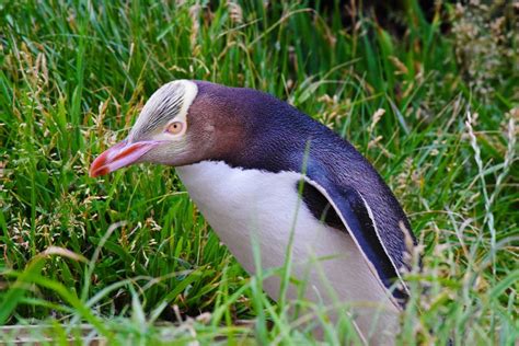 10 Best Places to See Penguins in New Zealand - NZ Pocket Guide