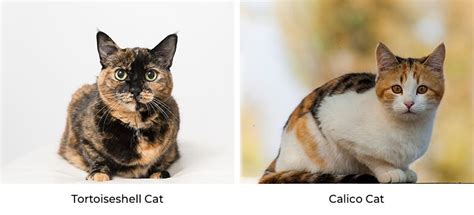 8+ Facts About Tortoiseshell Cats [Personality, History, Health & More]