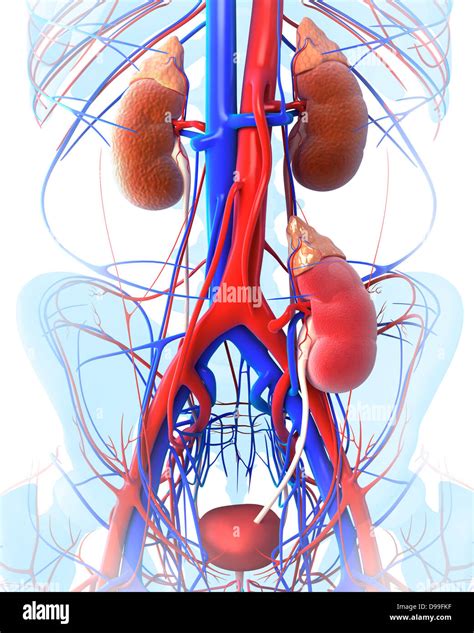 Ilustración 3d del trasplante renal Fotografía de stock - Alamy