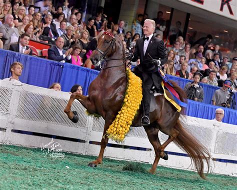 Oregon State Fair Horse Show 2024 Tickets - Glynda Wenonah