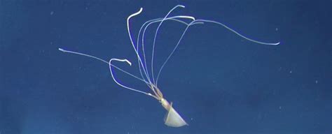 Eerie Footage Captures Elusive Deep-Sea Squid Near Australia For The ...