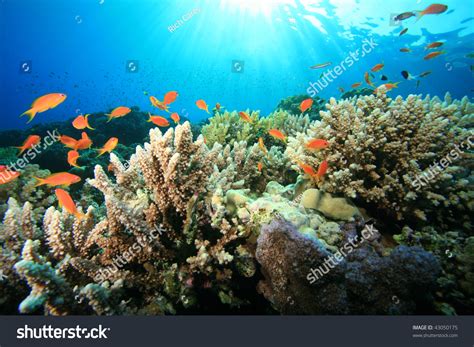 Coral Reef In Sunlight Stock Photo 43050175 : Shutterstock