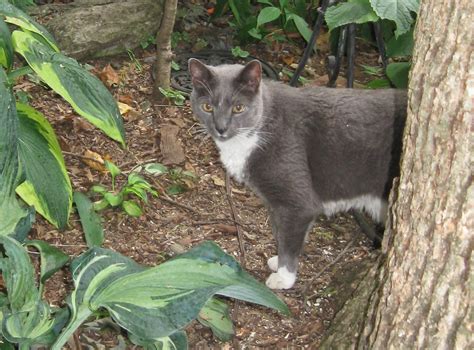 Cats in Gardens: Milo and Friends