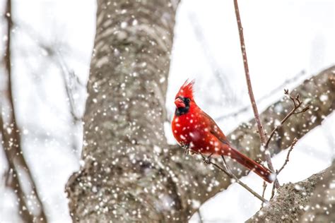 Cardinal Snow Nature - Free photo on Pixabay