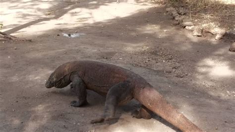 Komodo Dragon-hunting time - YouTube