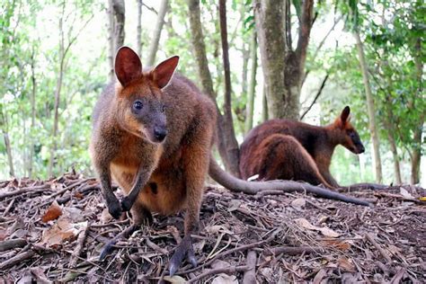 5 Fun Facts You Never Knew About Wallabies | Animal Kingdom Amino