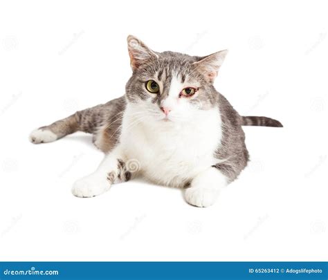 Cat with Bad Eye Infection stock photo. Image of shot - 65263412