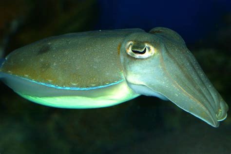 8 Types of Cuttlefish (Facts, Pictures) - Wildlife Informer