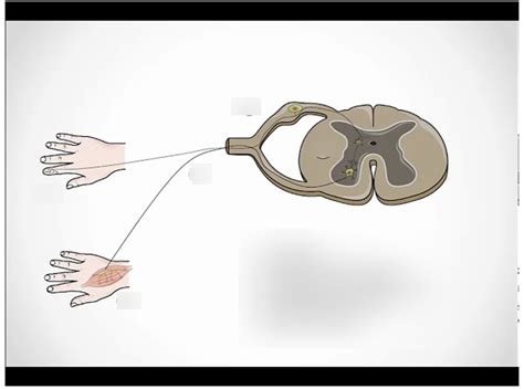 spinal arc reflex Diagram | Quizlet