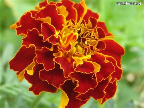 Marigold flower wallpaper| Wallpaper Marigold| Sayapatri flower - Free ...