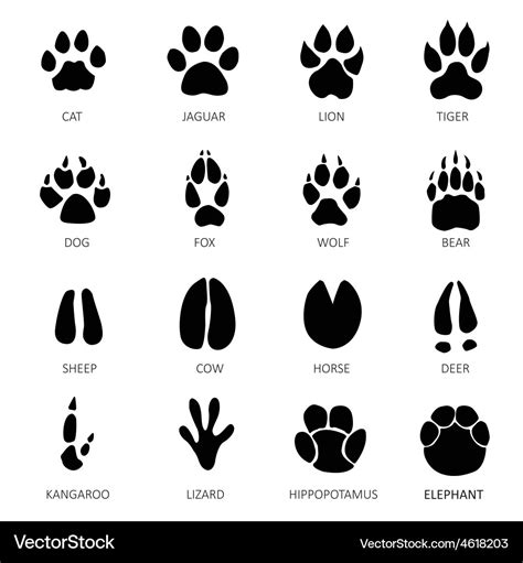 Animals footprints Royalty Free Vector Image - VectorStock