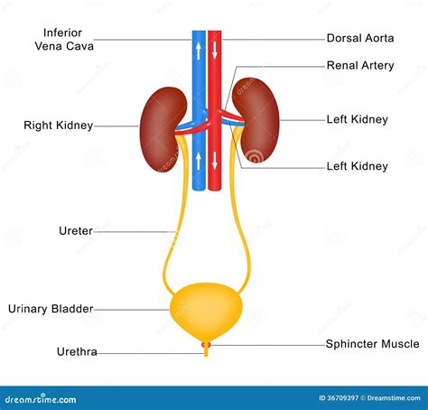 Human Urinary System Royalty Free Stock Photography - Image: 36709397