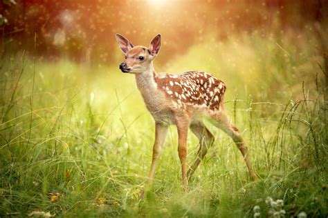 Small deer - Photo Wallpaper