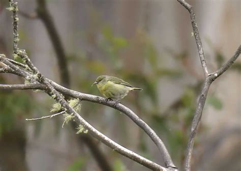 No Hummingbirds in Hawaii? Here's 19 Beautiful Honeycreepers Instead