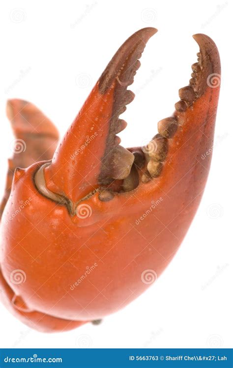 Crab Claw Macro stock image. Image of claw, ocean, life - 5663763