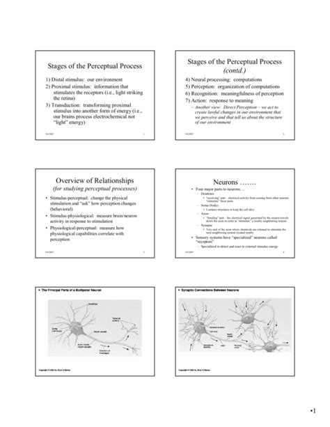 Stages of the Perceptual Process