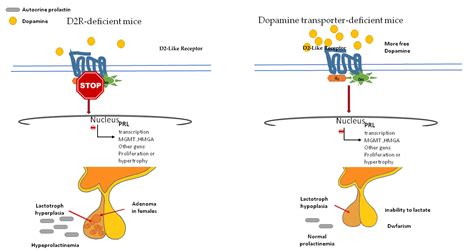 IJMS | Free Full-Text | Molecular Pathways in Prolactinomas ...