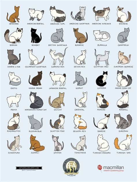 New Cat Breeds Of The World