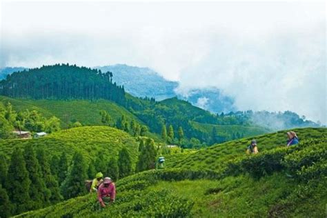 Darjeeling Weather and Temperature: Everything you need to know