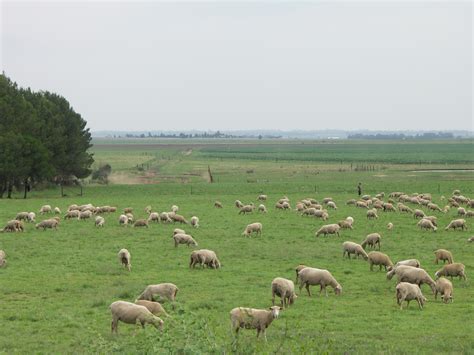 File:Gauteng-Sheep Farming-001.jpg - Wikipedia