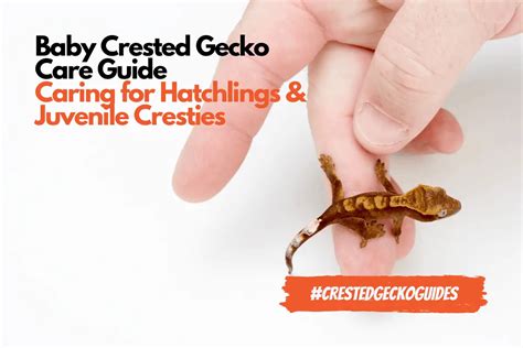 Baby and Juvenile Crested Gecko Care (With Shopping List)