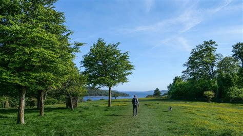 Walking your dog at Trelissick | National Trust