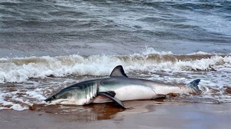 Young white shark found on P.E.I. park beach may have starved to death | CBC News