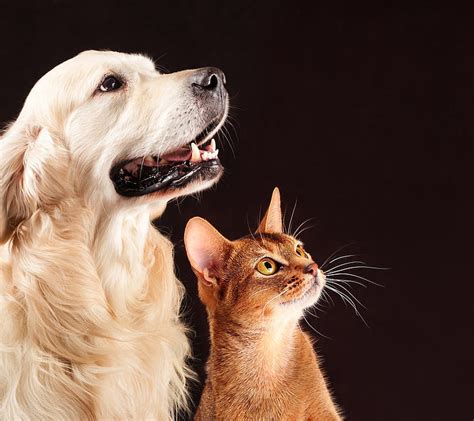 Dog and cat, friends, siempre, HD wallpaper | Peakpx