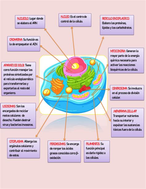 Menta Casi Dentro Cuales Son Las Funciones De La Celula Animal Giro De | Porn Sex Picture