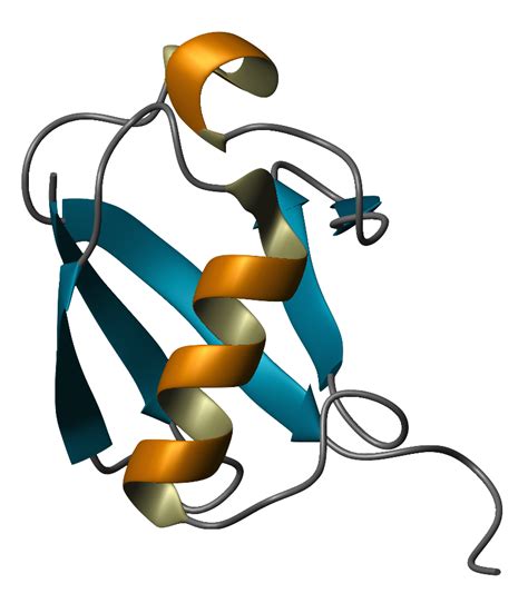 Ubiquitin ribbon diagram