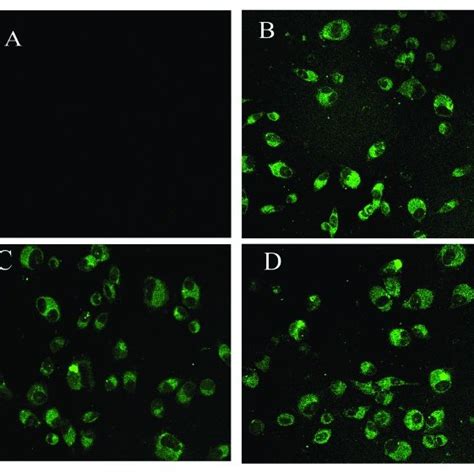 Detection of transfection efficiency using fluorescence microscopy at... | Download Scientific ...