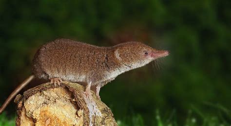 Negotiated Project: Common Shrew (Soricidae)