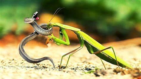 Praying Mantis Eating Snake While It's Still Alive.