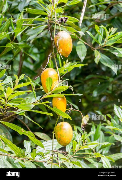 Passion fruit wild hi-res stock photography and images - Alamy