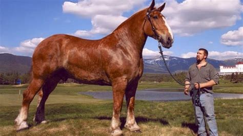 Top 10 Largest Horse Breeds In The World | Horse is Love