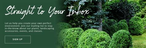 Protecting your Boxwoods from the Winter Cold | Platt Hill Nursery | Blog & Advice