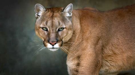 Hear a Mountain Lion Scream: What It Sounds Like and Why They Do It - A-Z Animals