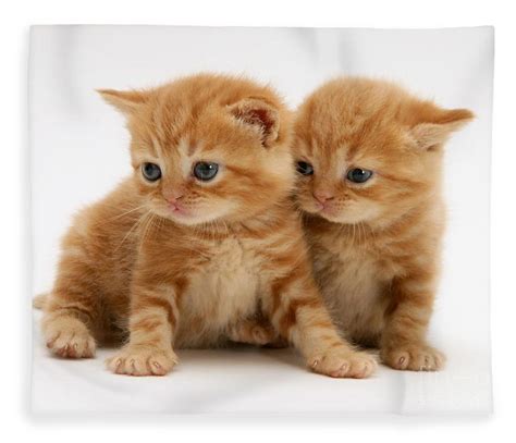 orange tabby kittens - Cute Kittens Photo (41521067) - Fanpop