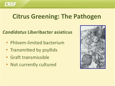 Citrus Greening Disease