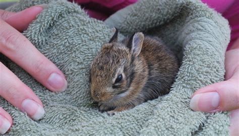 How to Nurse or Care for a Wild Baby Rabbit | Sciencing