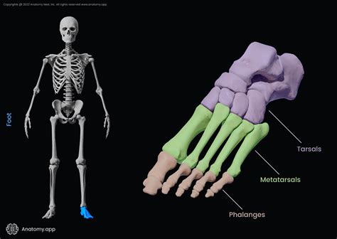 Phalanges of foot | Encyclopedia | Anatomy.app | Learn anatomy | 3D models, articles, and quizzes