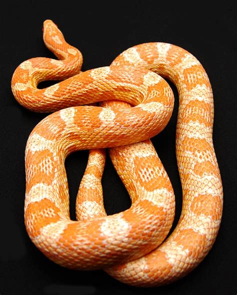 Orange Snake | Project Orange | Pinterest