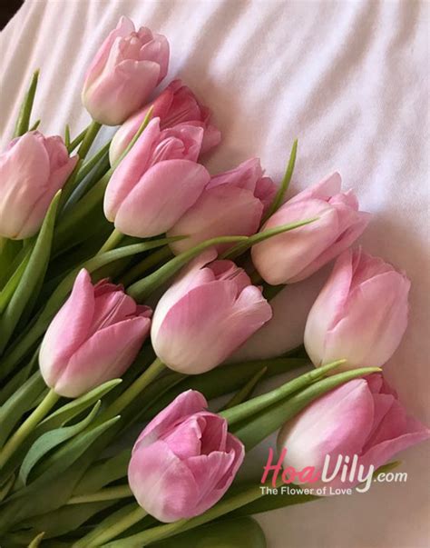 Hoa tulip hồng - Hoa của sự hạnh phúc | Hoa Tươi Quận 3