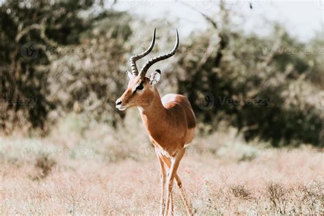 South African Impala deer 15398327 Stock Photo at Vecteezy