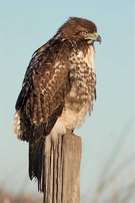 Red-tailed Hawk Hunting Photograph by Kathleen Bishop | Fine Art America